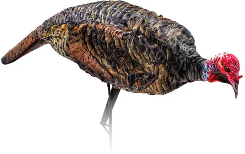 PURR-FECT XD! Montana Decoy Turkey Jake