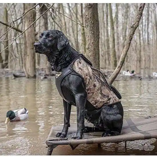 MOmarsh 34126 Versa-Vest Adjustable Dog Vest Mossy Oak Original BottomLand Neoprene/Polyester
